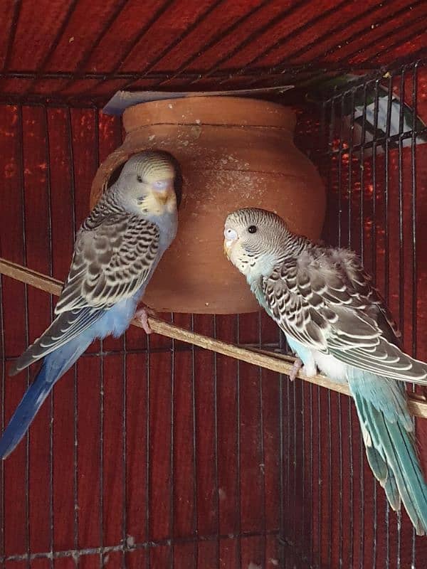 Australian Budgie Parrots 1 Pair for 1000Rs 5