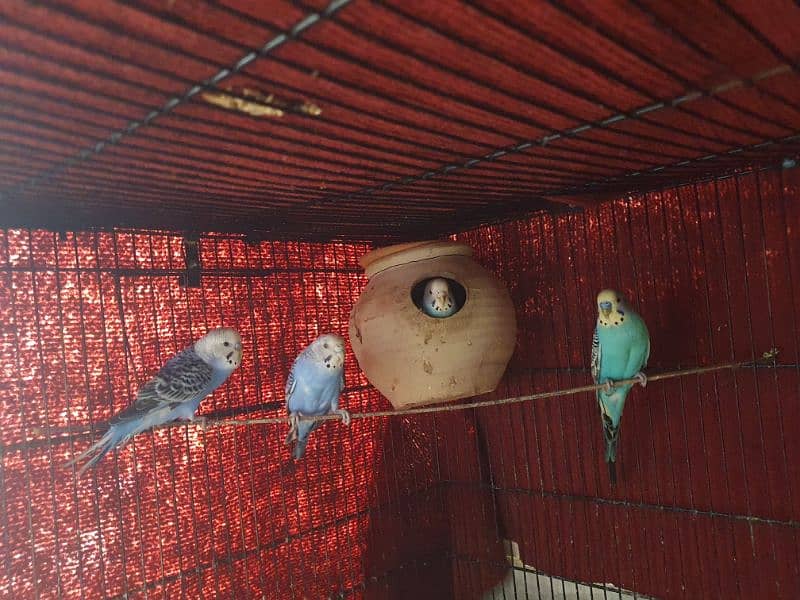 Australian Budgie Parrots 1 Pair for 1000Rs 6