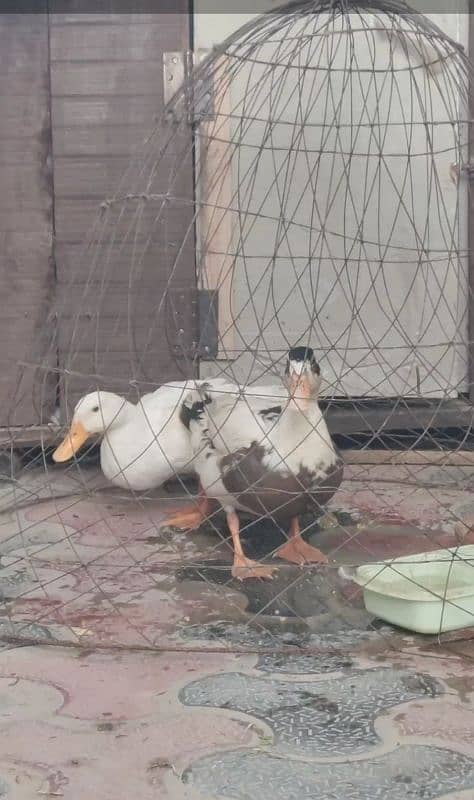 Pair of ducks 1