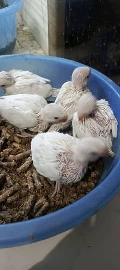 white Ring neck & phari RAW chicks pair available