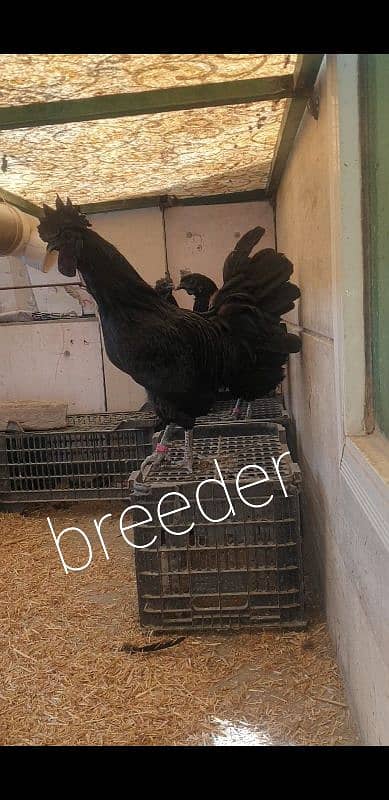 ayam cemani grey tongue per piece 4500 1