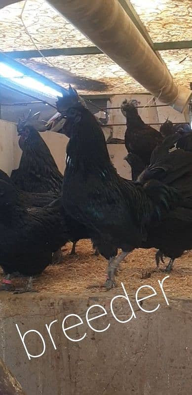 ayam cemani grey tongue per piece 4500 3