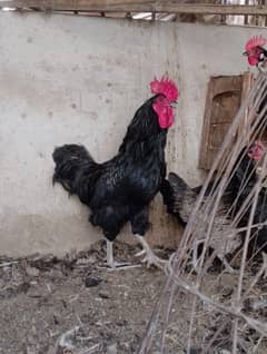 australorp