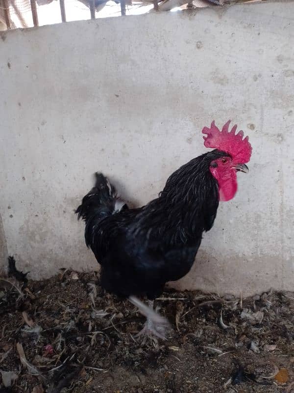 australorp 1