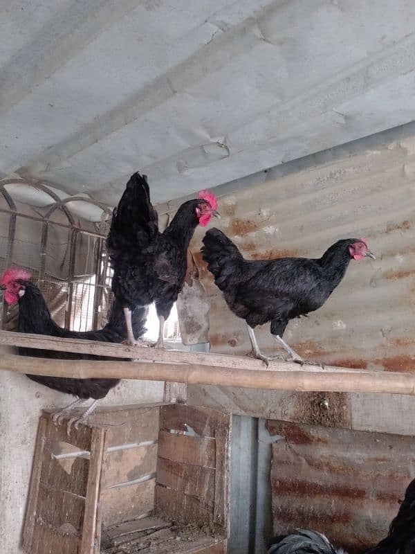 australorp 2