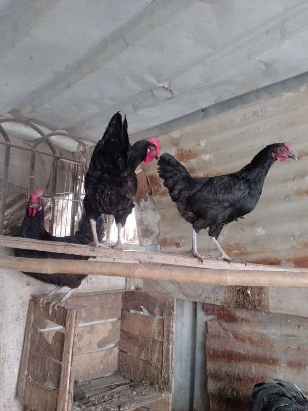 australorp 3