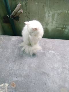 Persian female cat white