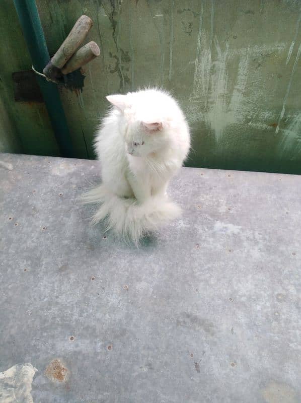 Persian female cat white 0