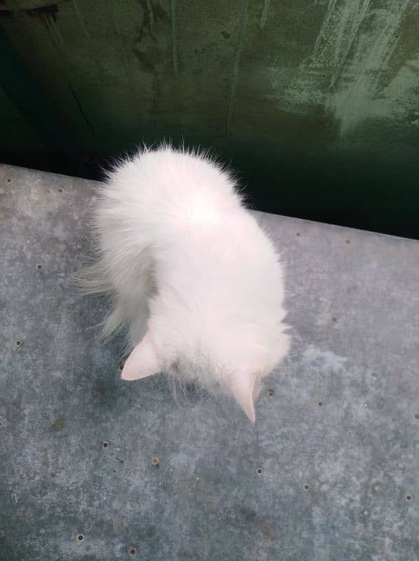 Persian female cat white 1