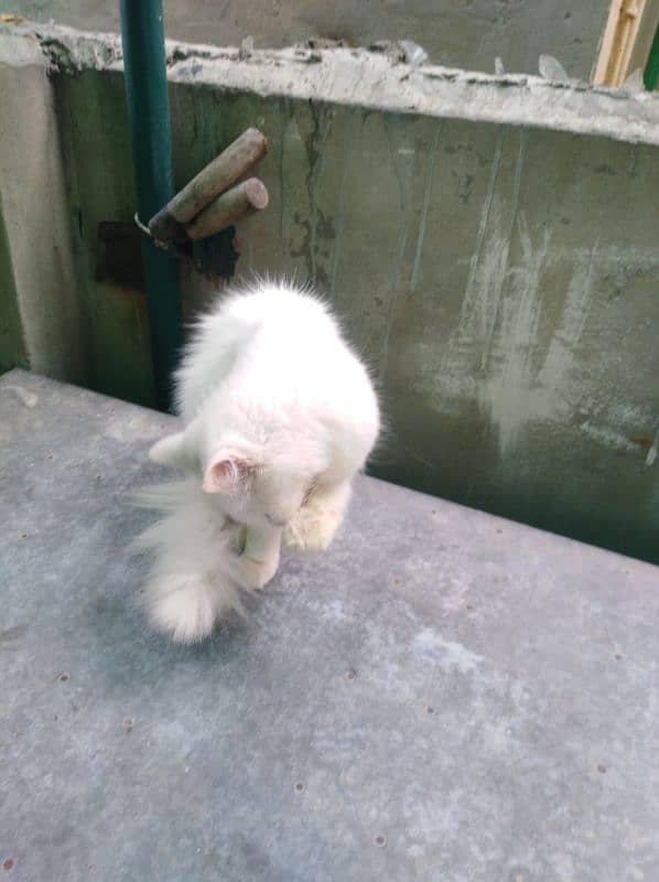 Persian female cat white 2