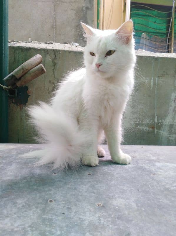 Persian female cat white 3