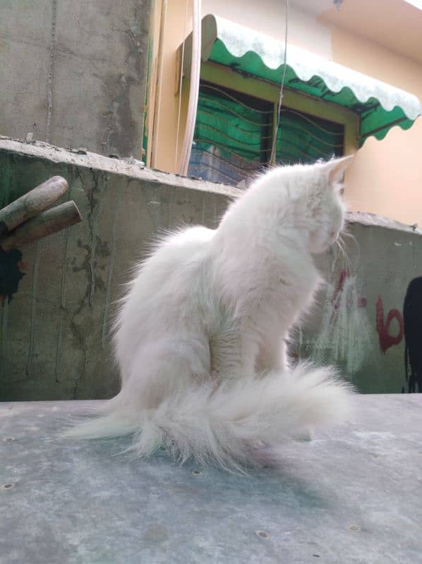 Persian female cat white 4