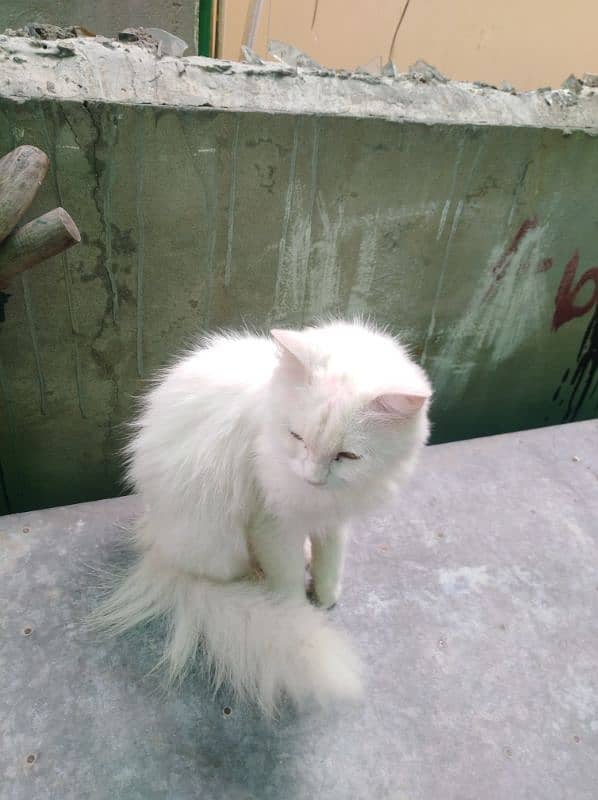 Persian female cat white 6