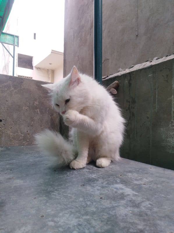 Persian female cat white 7