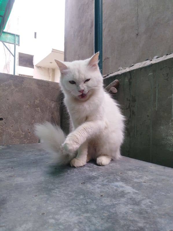 Persian female cat white 8