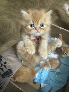 Punch face kittens extreme quality kittens looking for nwe home 30 day