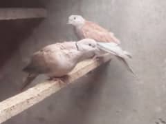 2 females Dove for sale