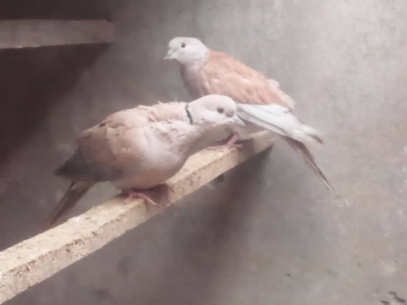 2 females Dove for sale 0