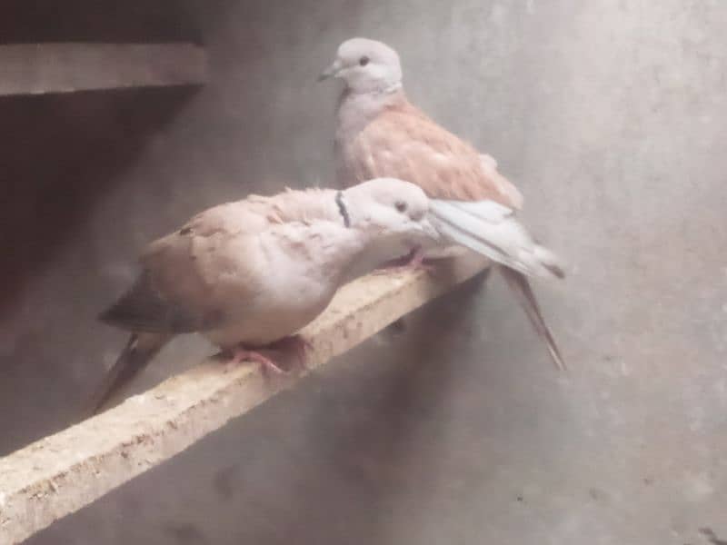 2 females Dove for sale 1