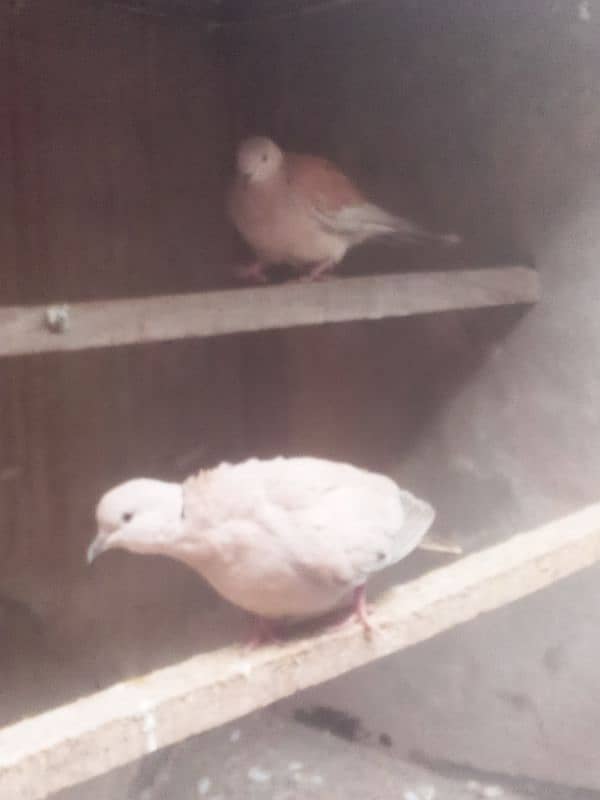 2 females Dove for sale 2