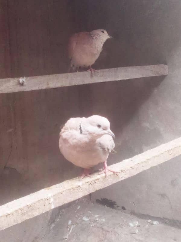 2 females Dove for sale 3