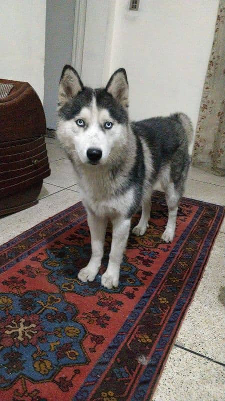 Husky dog | Siberian Husky | Husky Male | Dog For Sale | 03189369002 2