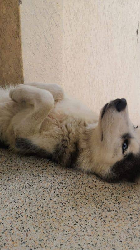 Husky dog | Siberian Husky | Husky Male | Dog For Sale | 03189369002 3