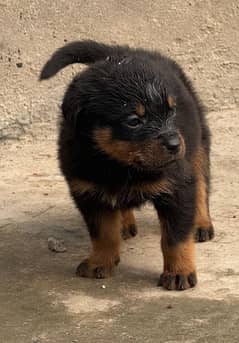 Rottweiler puppies