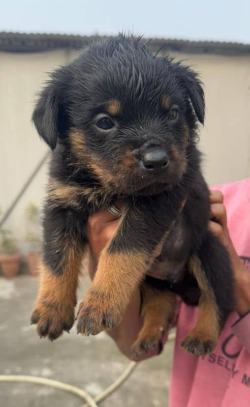 Rottweiler puppies 1