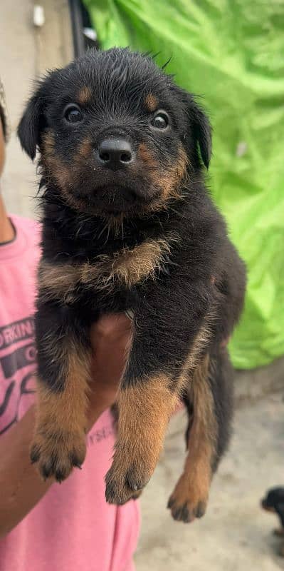 Rottweiler puppies 2