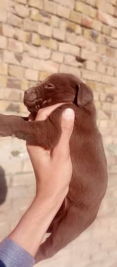 Labrador