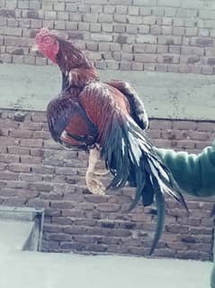 Aseel high quality breeder murga