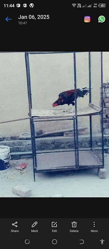 Aseel high quality breeder murga 3