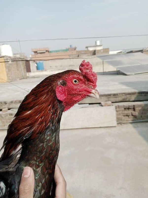 Aseel high quality breeder murga 6