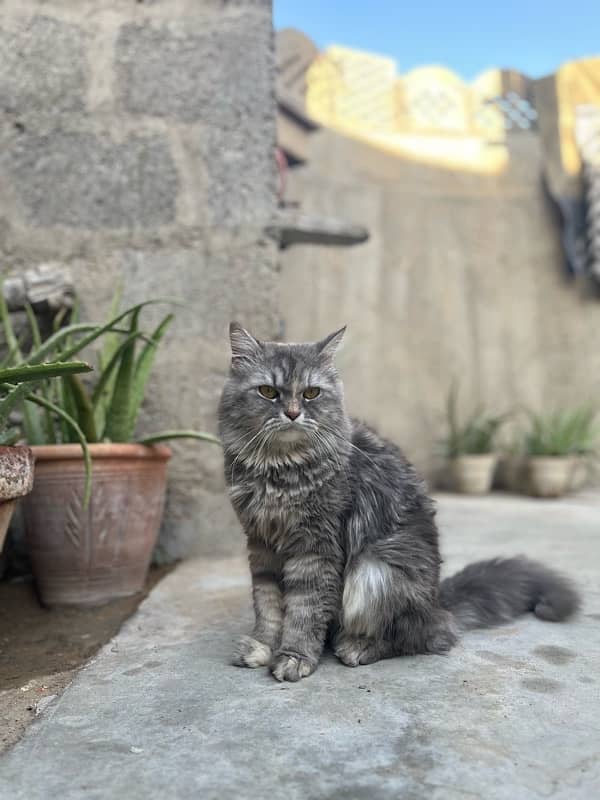 trip coated gray colored Persian cat 0