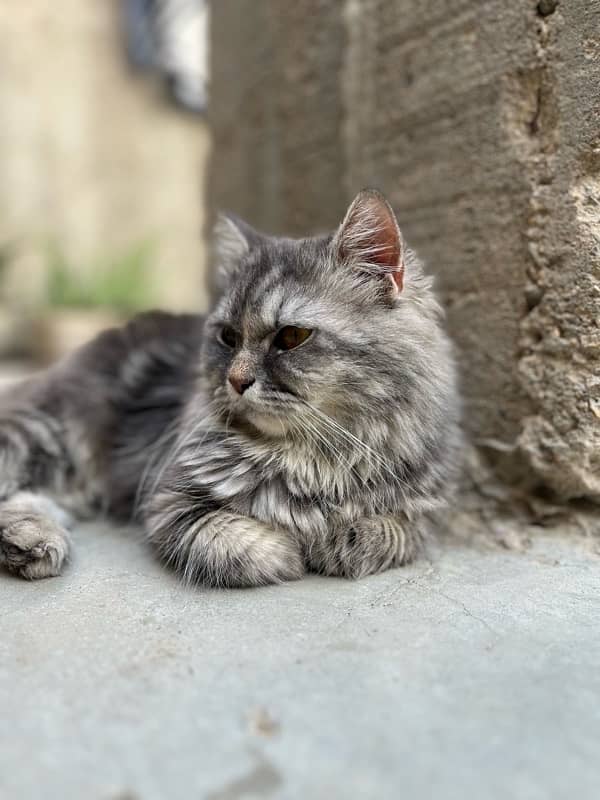 trip coated gray colored Persian cat 4