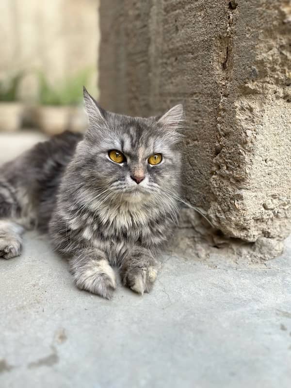 trip coated gray colored Persian cat 5