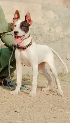 kohati gultair female for sale age 4 month