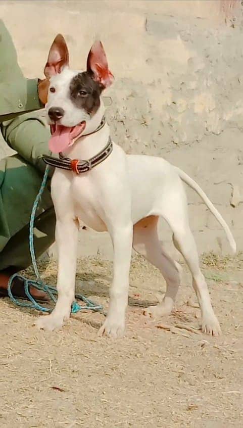 kohati gultair female for sale age 4 month 0