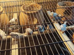 Zebra finch breeder pairs for sale