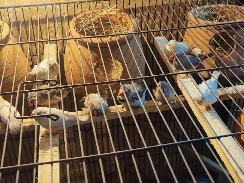 Zebra finch breeder pairs for sale 0