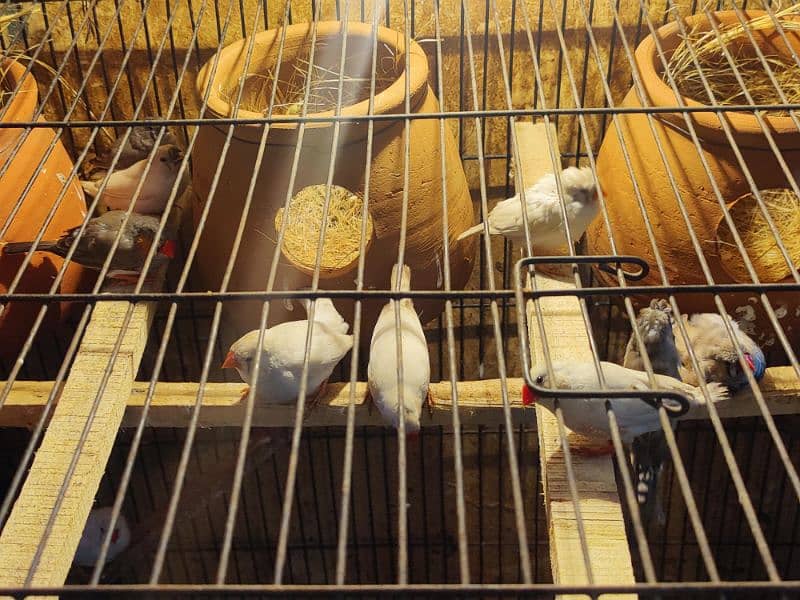 Zebra finch breeder pairs for sale 1