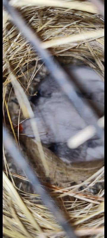 Zebra finch breeder pairs for sale 2