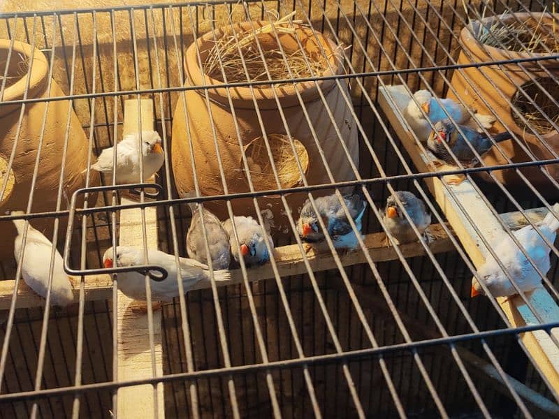 Zebra finch breeder pairs for sale 3