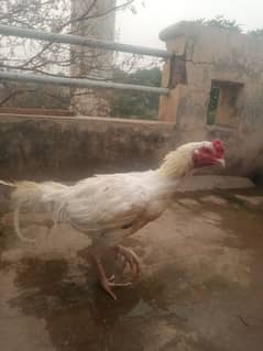 jumbo size chena safaid nok nali ka breeder for sale