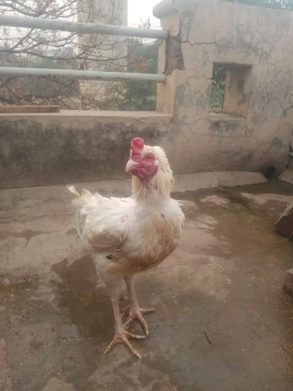 jumbo size chena safaid nok nali ka breeder for sale 1