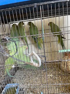 ringneck almost ready to breed chicks for sale