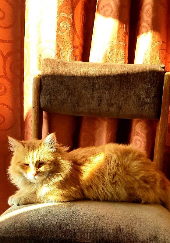 pure persian, triple coat 0