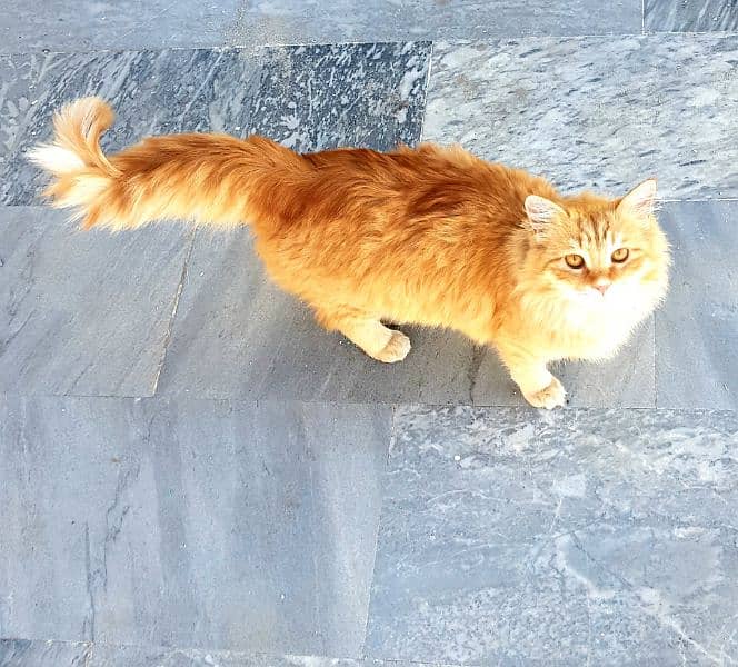 pure persian, triple coat 3