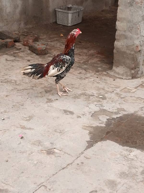 aseel best breed and rooster 0